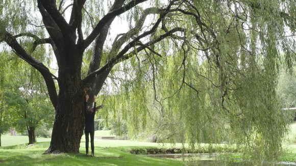 This image has an empty alt attribute; its file name is p1110252-willow.jpg